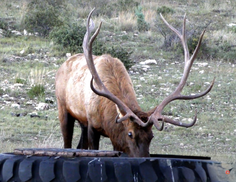 WAPITI RANCH