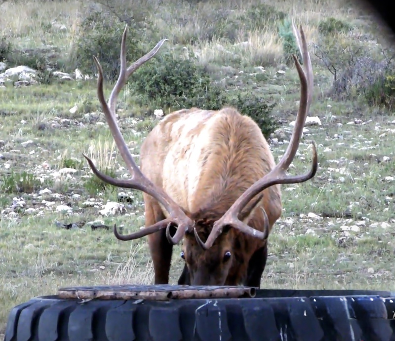 WAPITI RANCH