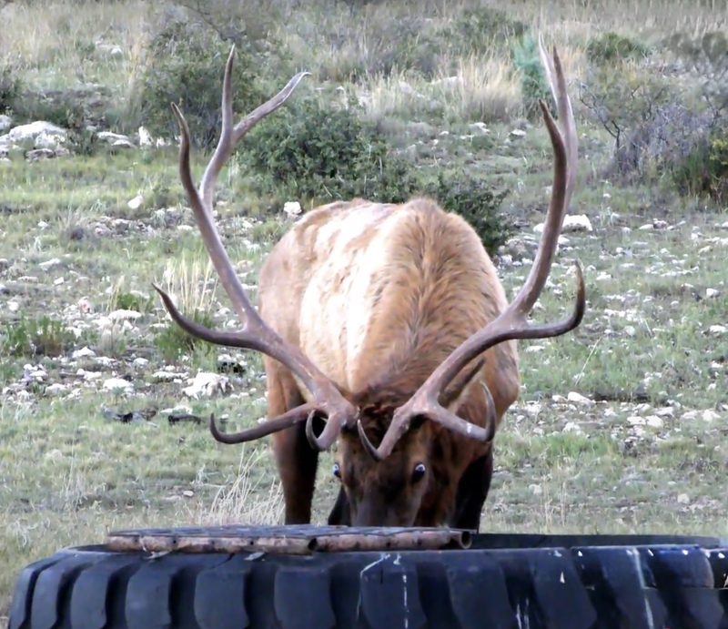 WAPITI RANCH
