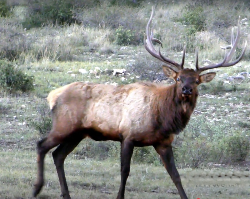 WAPITI RANCH
